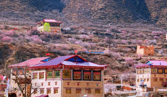 GanziChina's tweet image. Spring in Xinlong, Ganzi is pure magic! Pink blossoms blanket the mountains, decorating Tibetan houses like a love letter from nature.
#GanziGuide #SpringTrip #Tibetan #大美甘孜 #flower