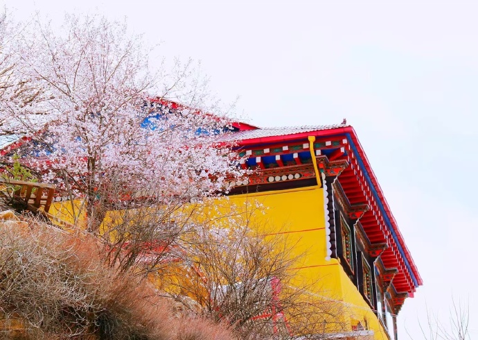 GanziChina's tweet image. Spring in Xinlong, Ganzi is pure magic! Pink blossoms blanket the mountains, decorating Tibetan houses like a love letter from nature.
#GanziGuide #SpringTrip #Tibetan #大美甘孜 #flower