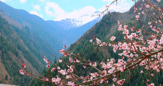GanziChina's tweet image. Spring in Xinlong, Ganzi is pure magic! Pink blossoms blanket the mountains, decorating Tibetan houses like a love letter from nature.
#GanziGuide #SpringTrip #Tibetan #大美甘孜 #flower