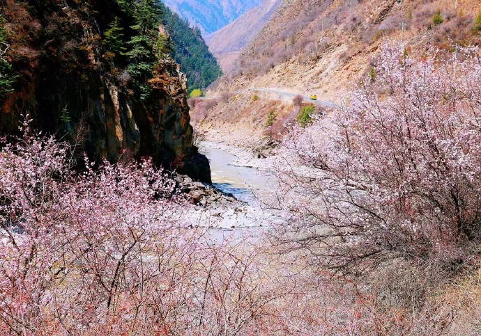GanziChina's tweet image. Spring in Xinlong, Ganzi is pure magic! Pink blossoms blanket the mountains, decorating Tibetan houses like a love letter from nature.
#GanziGuide #SpringTrip #Tibetan #大美甘孜 #flower