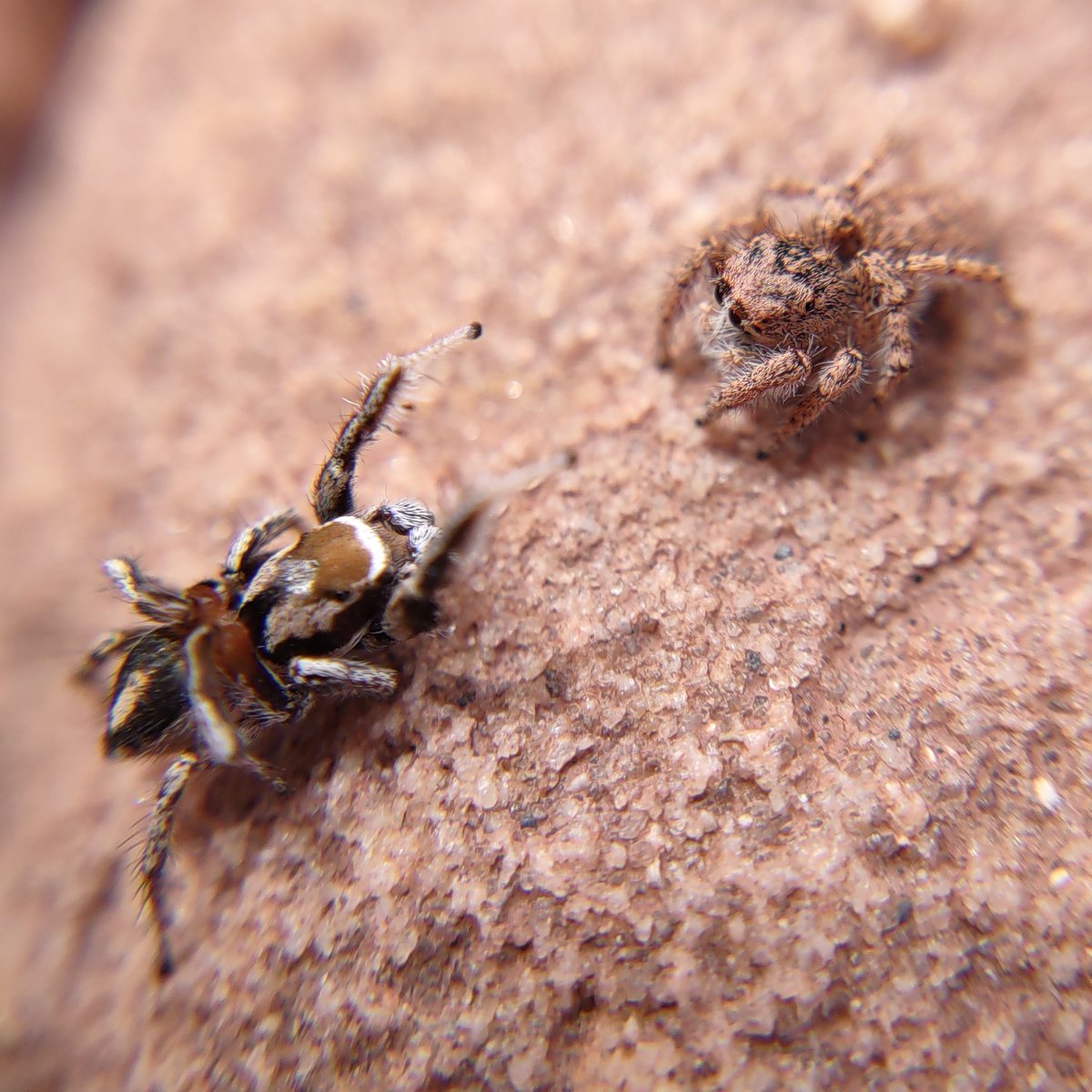 mindless_t's tweet photo. Watched this male Habronattus clypeatus jumping spider dance for a female H. amicus for a few minutes before they jumped apart. https://t.co/XjOShP1MLO