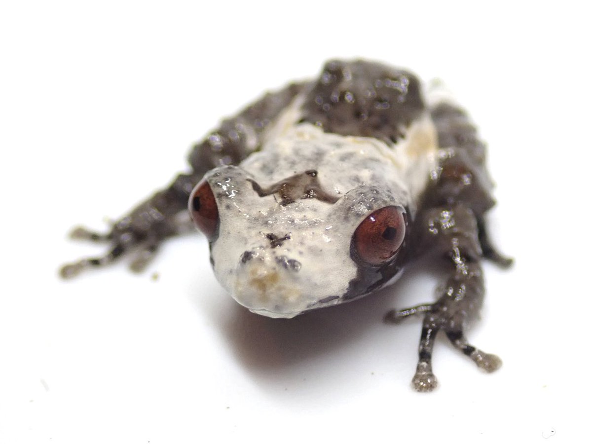 いもごろう on X