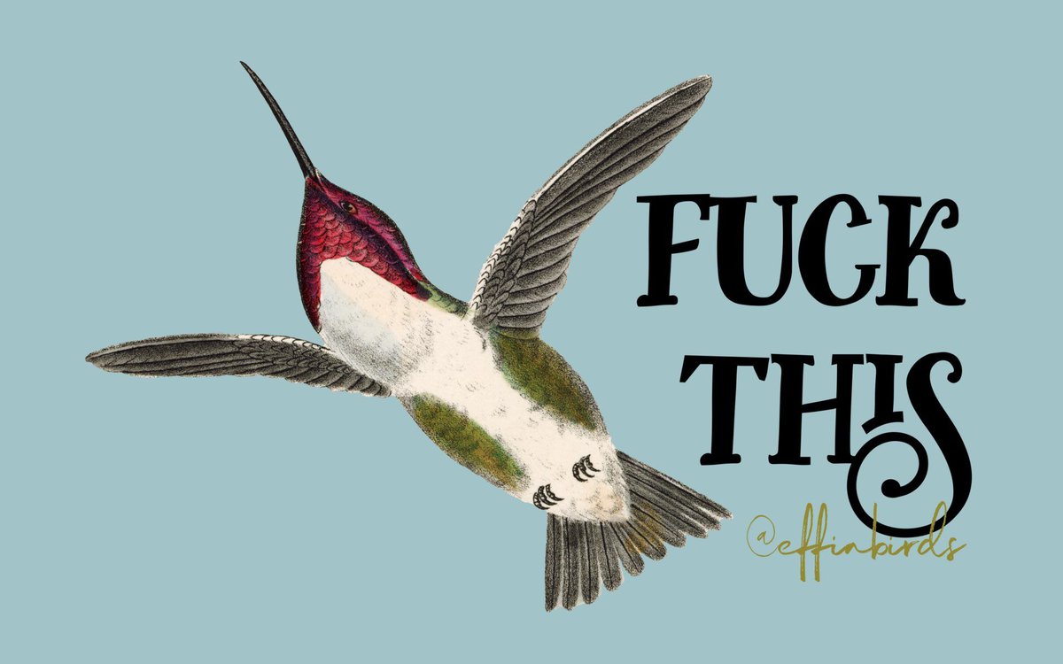 Effin' Birds (@effinbirds) on Twitter photo 