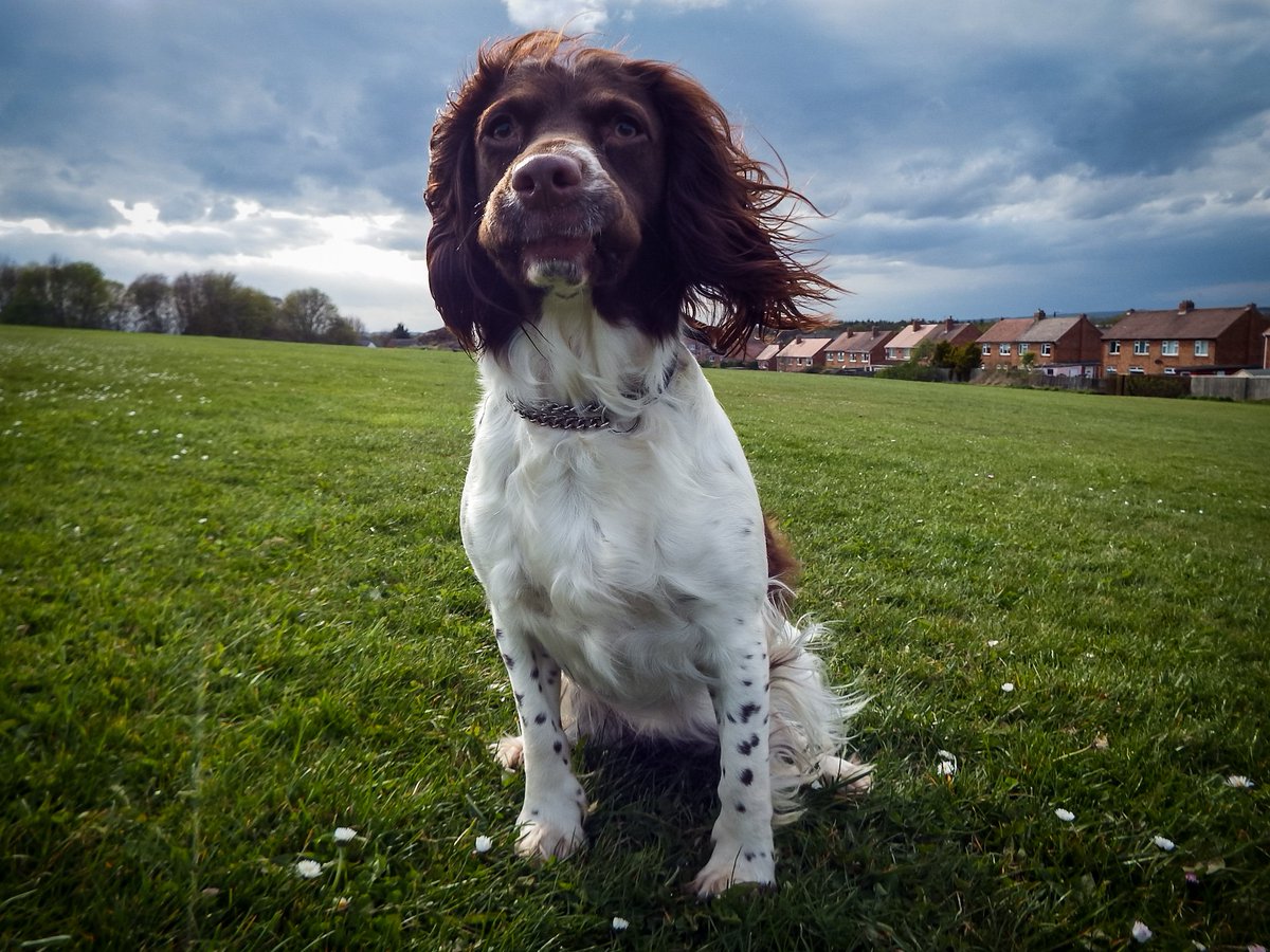 Jennife14435458's tweet image. Tess pulling faces at me 🤣🤣🤣🤣❤️
#SpringerSpaniel #FunnyFaces #FunnyDog