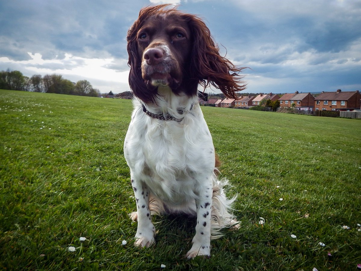 Jennife14435458's tweet image. Tess pulling faces at me 🤣🤣🤣🤣❤️
#SpringerSpaniel #FunnyFaces #FunnyDog