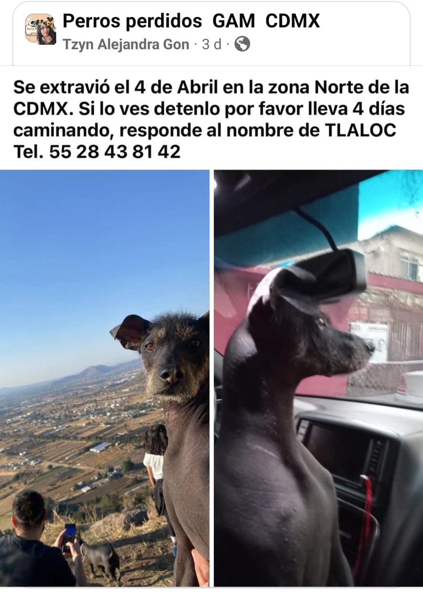 Sandra Segovia. Todos Somos Animales sí también tú (@segoviasan) on Twitter photo #CDMX ayúdanos a encontrar a Tlaloc
<a href="/MascotasSismo/">Mascotas Sismo</a> @CaninaAmber <a href="/UbicapetMexico/">UBICAPET MÉXICO</a> <a href="/PerrosPerdidosA/">Mascotas perdidas</a> <a href="/PerrosPerdidosA/">Mascotas perdidas</a> <a href="/PrrosPerdidosMX/">PerrosPerdidosMx</a> <a href="/PerdiMiMascota/">PerdiMiMascota</a> <a href="/PerdiDogsMx/">PerdiDogsMx</a> <a href="/lawera33/">Perros Encontrados sin su dueño</a> <a href="/mascotasdifunde/">Difusión de mascotas</a> #CDMX ayúdanos a encontrar a Tlaloc
<a href="/MascotasSismo/">Mascotas Sismo</a> @CaninaAmber <a href="/UbicapetMexico/">UBICAPET MÉXICO</a> <a href="/PerrosPerdidosA/">Mascotas perdidas</a> <a href="/PerrosPerdidosA/">Mascotas perdidas</a> <a href="/PrrosPerdidosMX/">PerrosPerdidosMx</a> <a href="/PerdiMiMascota/">PerdiMiMascota</a> <a href="/PerdiDogsMx/">PerdiDogsMx</a> <a href="/lawera33/">Perros Encontrados sin su dueño</a> <a href="/mascotasdifunde/">Difusión de mascotas</a>