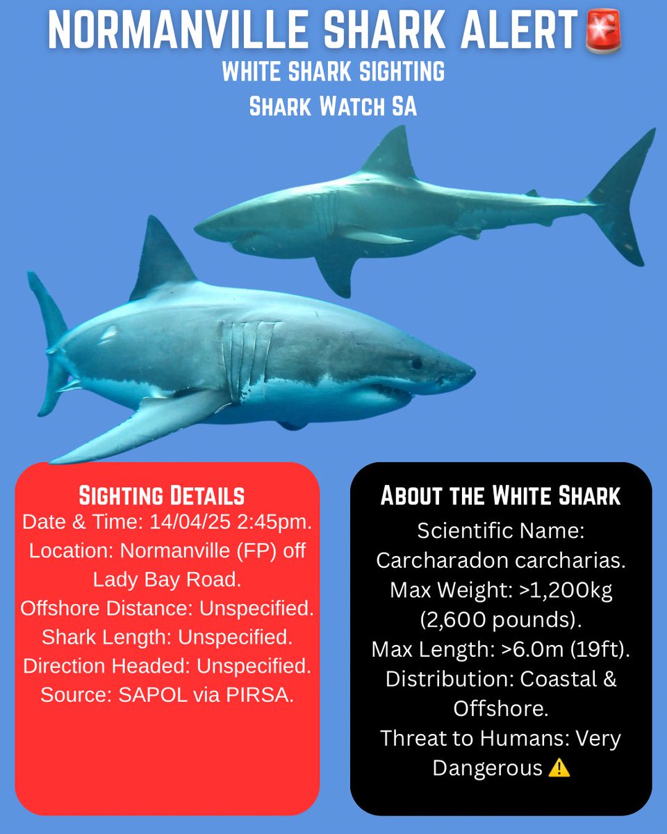 sharkalertsa's tweet image. #sharkalertsa #Normanville #LadyBay #FleurieuPeninsula #alertactrespect