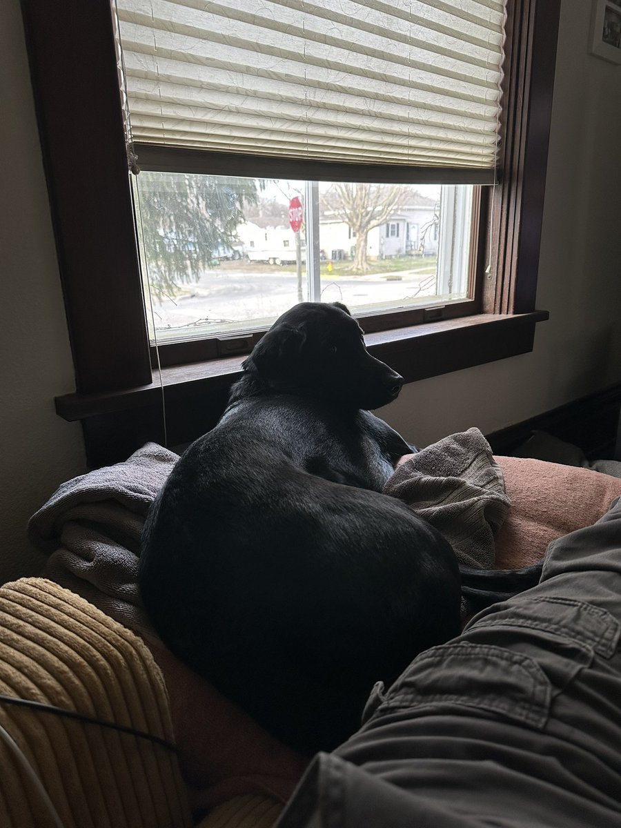 Hanging at my window guarding the house.