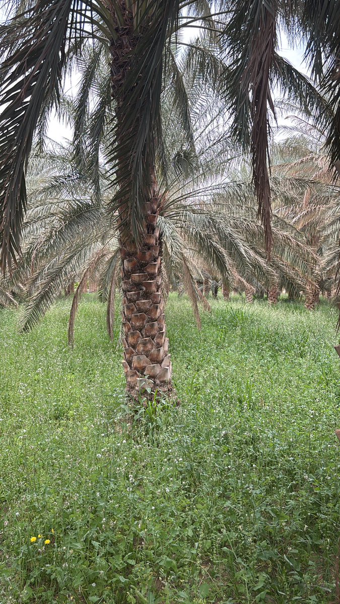 Srrql's tweet photo. @e3pl في واحد بس هذي الي حافظه https://t.co/S9q50XLkH7