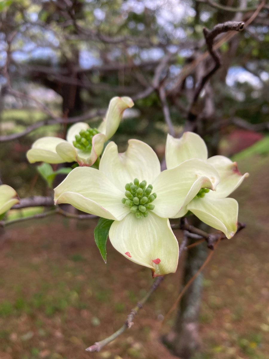 norio_nomura's tweet photo. #ハナミズキ #花水木 #cornusflorida #flower @ #弥厚公園 https://t.co/SyAniEVizf