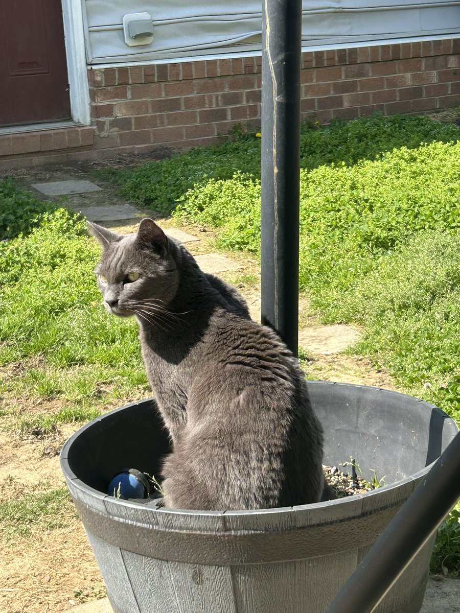 I’m not really here anymore but wanted to show you all how much my cat plant is thriving.