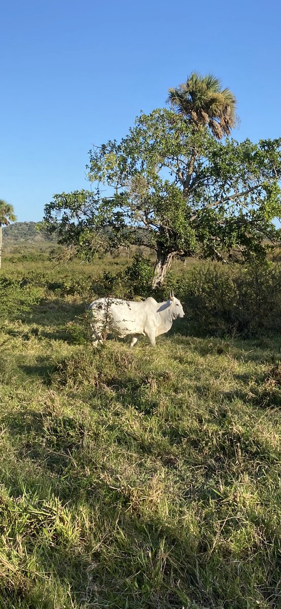 La naturaleza!!! The Pirate🏁