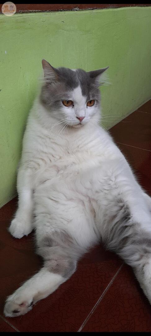 kochengfs's tweet photo. padahal sender yg capek kerja 😭
sender yg capek macet2an 😭
sender yg capek gencet2an di krl 😭
semua demi sekarung dryfood dan 10 lusin wetfood! tapi kenapa dia yg terkesan paling capek!? 😭
tunjukin kcg! capek kalian 😭🫵 https://t.co/yfWbVyeML8