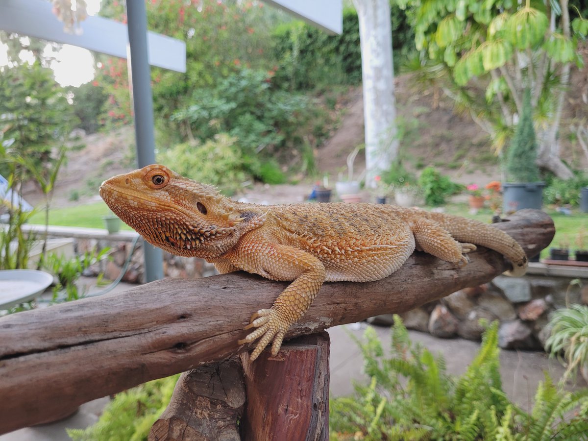 Sadly, my little beardy Roxy passed away today. I've never seen a lizard fight so hard to stay alive in my many years of keeping bearded dragons. I love you so much, and I'm honored to have raised such a kind and strong-willed lizard like you.❤️