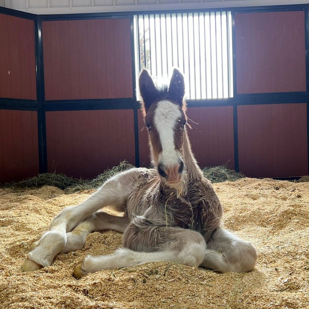 Stop FOALing around and come see us this spring for a visit before tickets sell out! 🐴