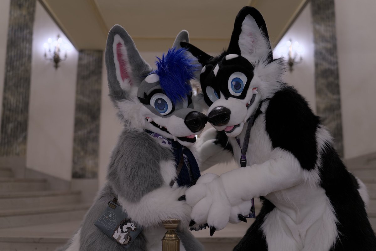 Just a couple of dogs together, happy and in love 💖

🐺 : <a href="/SaloHusky/">Salo Husky</a> 
📸 : freeborn
#morefurlessmonday