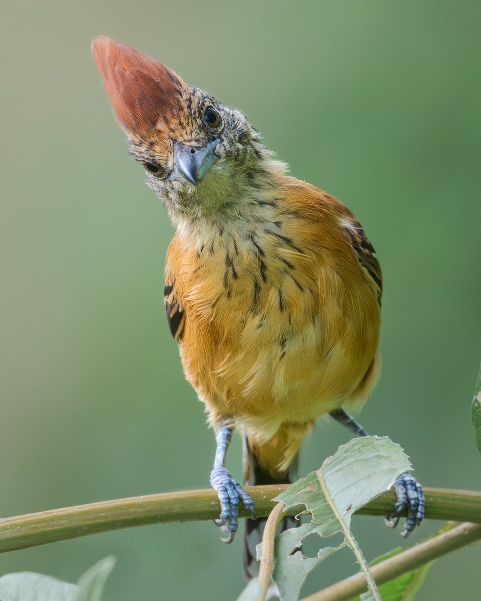Una historia de amor! 

                     Batara Crestinegro. 
             -Sakesphorus canadensis-