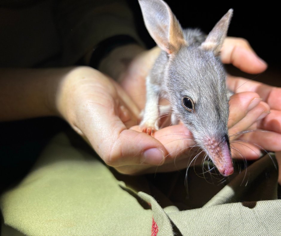 awconservancy's tweet photo. Warning: adorable content ⚠️ Ecologists were thrilled to stumble across this strong, independent Bilby during recent monitoring surveys at Newhaven Wildlife Sanctuary, on Ngalia Warlpiri and Luritja Country west of Alice Springs. https://t.co/E6LiOQIpVn