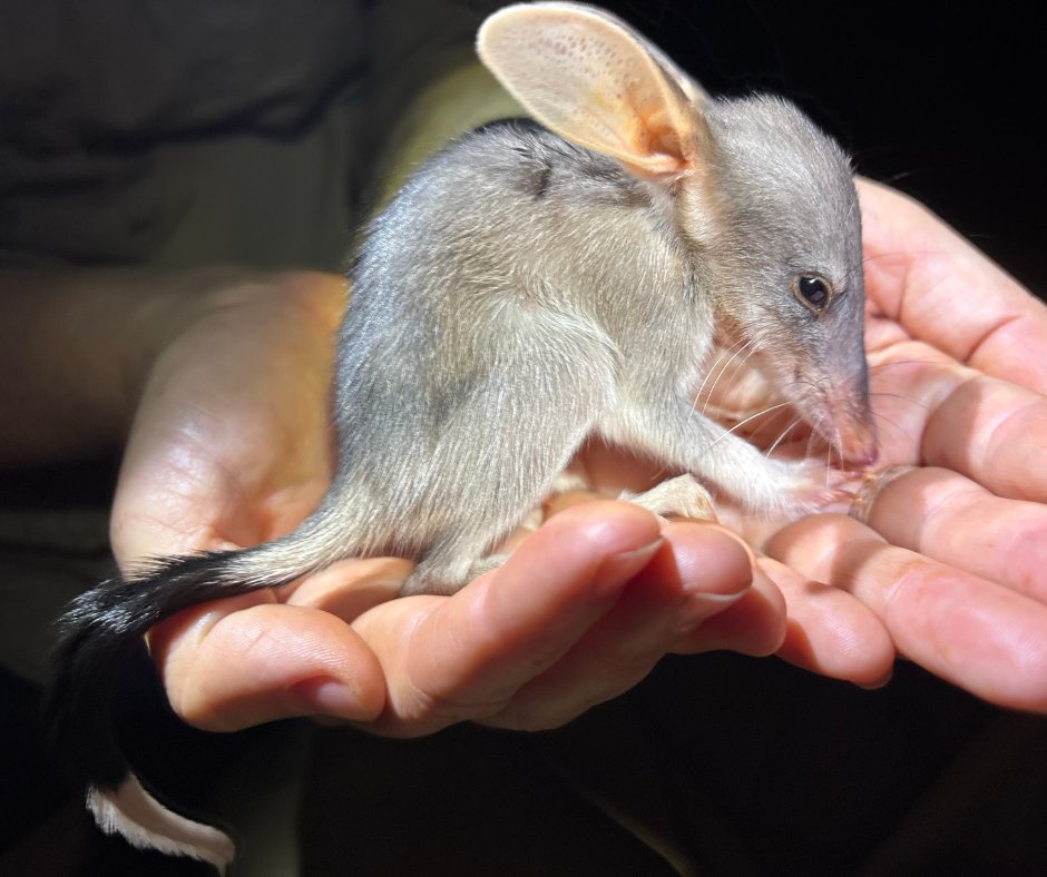 awconservancy's tweet photo. Warning: adorable content ⚠️ Ecologists were thrilled to stumble across this strong, independent Bilby during recent monitoring surveys at Newhaven Wildlife Sanctuary, on Ngalia Warlpiri and Luritja Country west of Alice Springs. https://t.co/E6LiOQIpVn