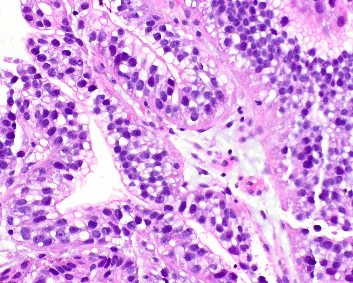 Elizabeth Montgomery, MD tweet media