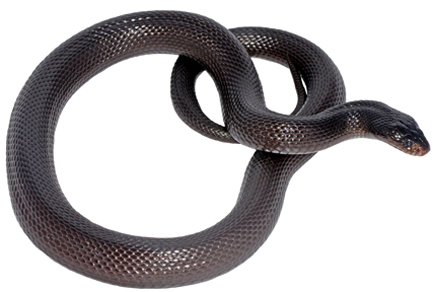 Zootaxa updates tweet media