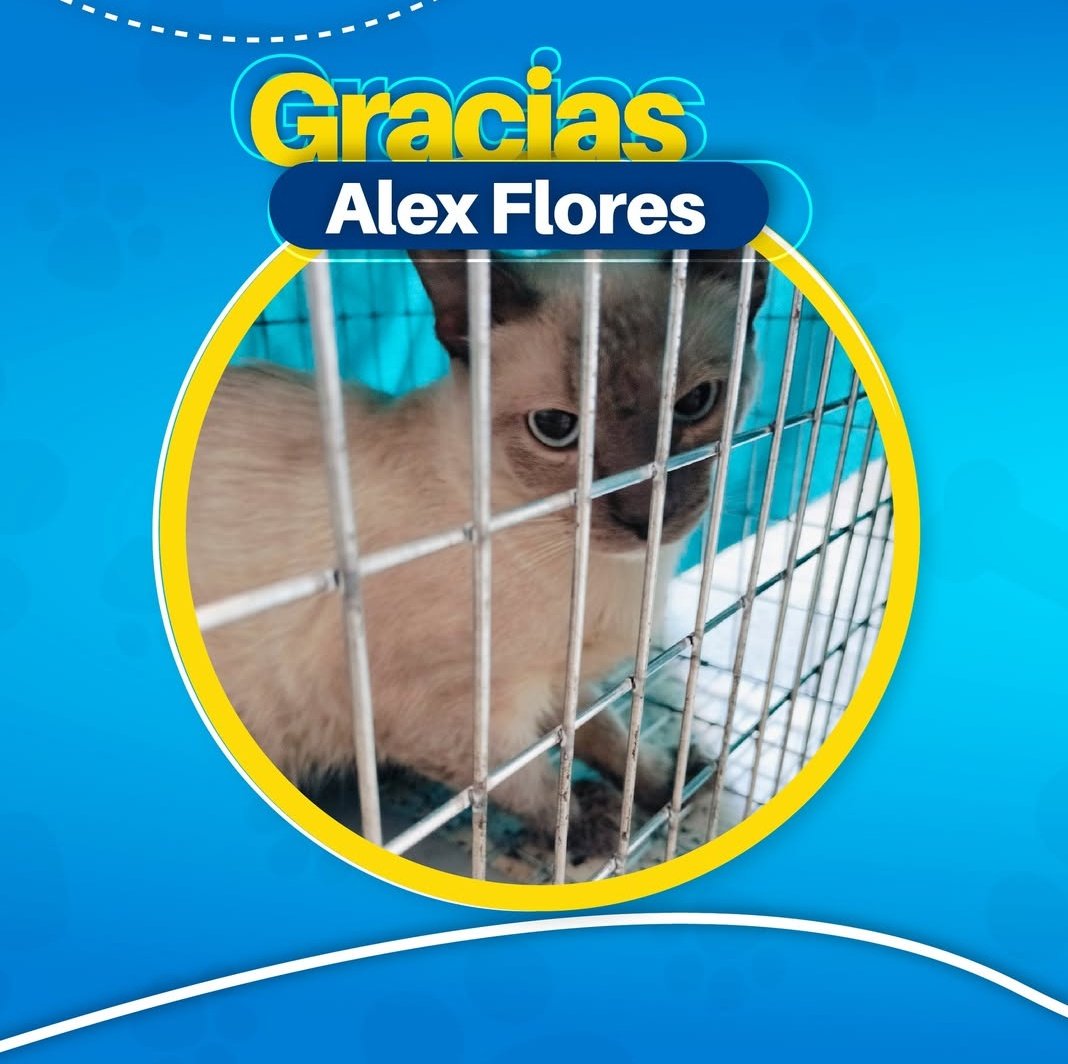 AnimaleroGdl's tweet photo. Agradeciéndole a más padrinos de esterilización 🙏🐈‍⬛🐾😺
#EsterilizacionResponsable #GatosFerales #UnaPatitaAlaVez https://t.co/cDzH6PqGsz