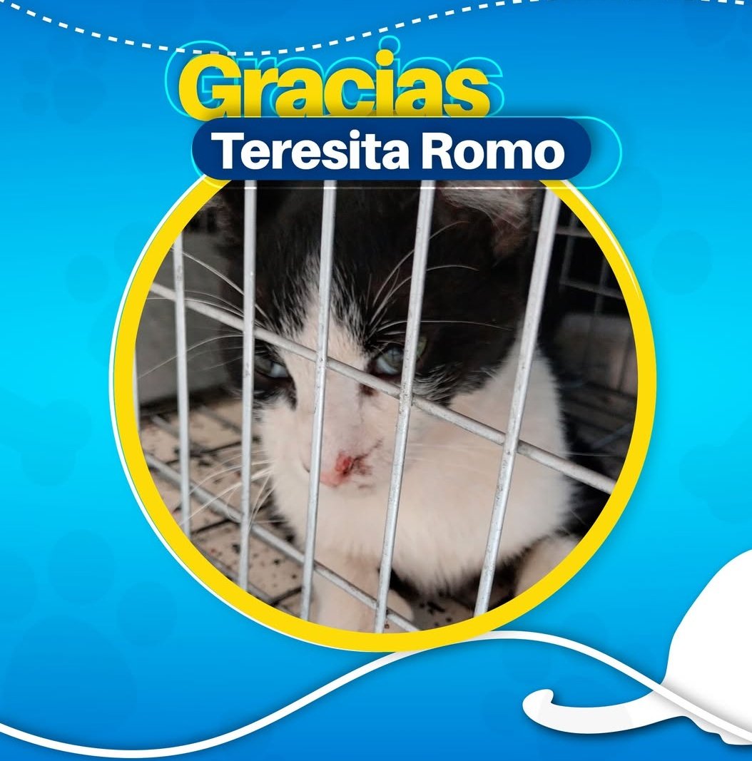 AnimaleroGdl's tweet photo. Agradeciéndole a más padrinos de esterilización 🙏🐈‍⬛🐾😺
#EsterilizacionResponsable #GatosFerales #UnaPatitaAlaVez https://t.co/cDzH6PqGsz
