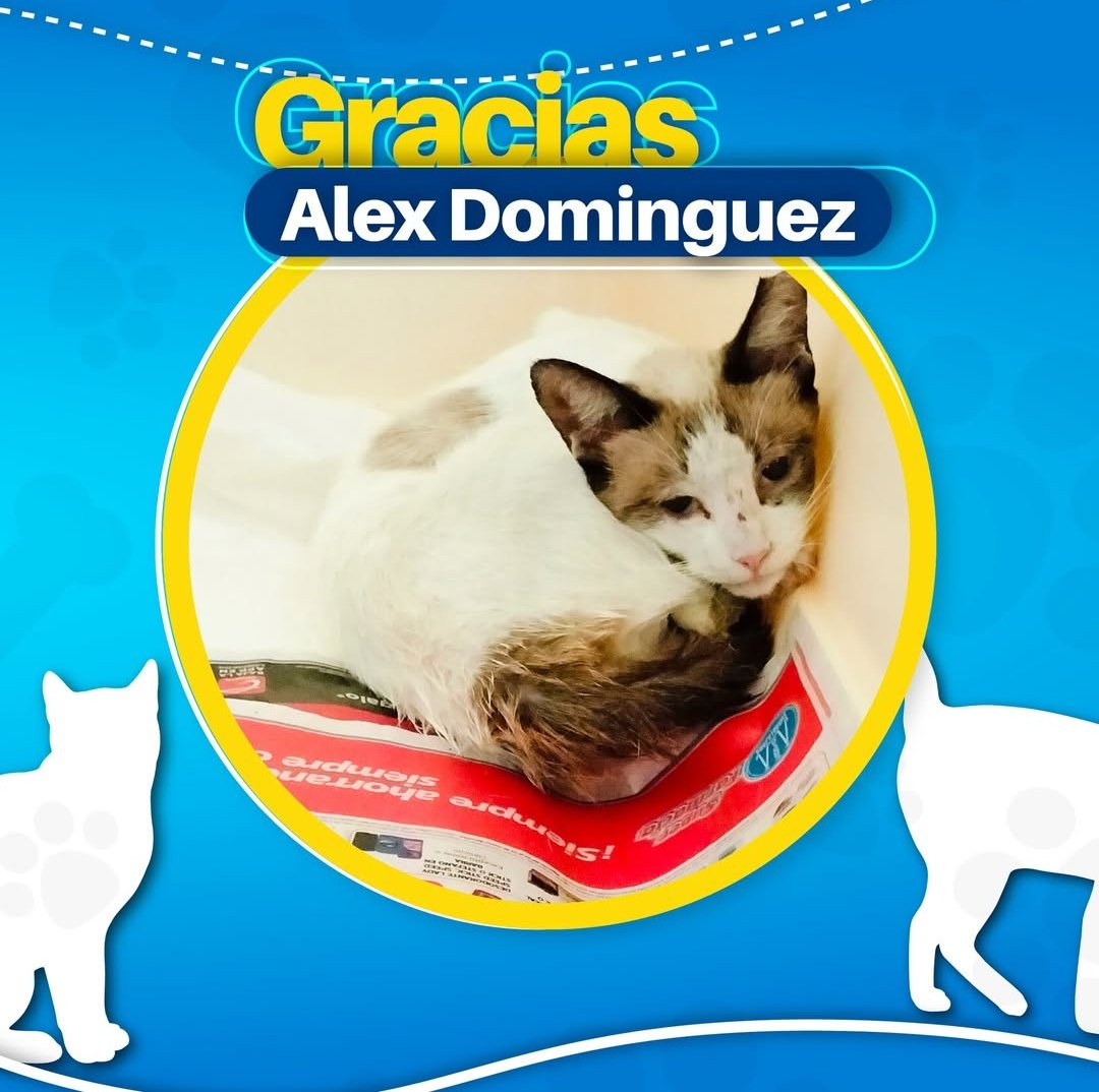 AnimaleroGdl's tweet photo. Agradeciéndole a más padrinos de esterilización 🙏🐈‍⬛🐾😺
#EsterilizacionResponsable #GatosFerales #UnaPatitaAlaVez https://t.co/cDzH6PqGsz