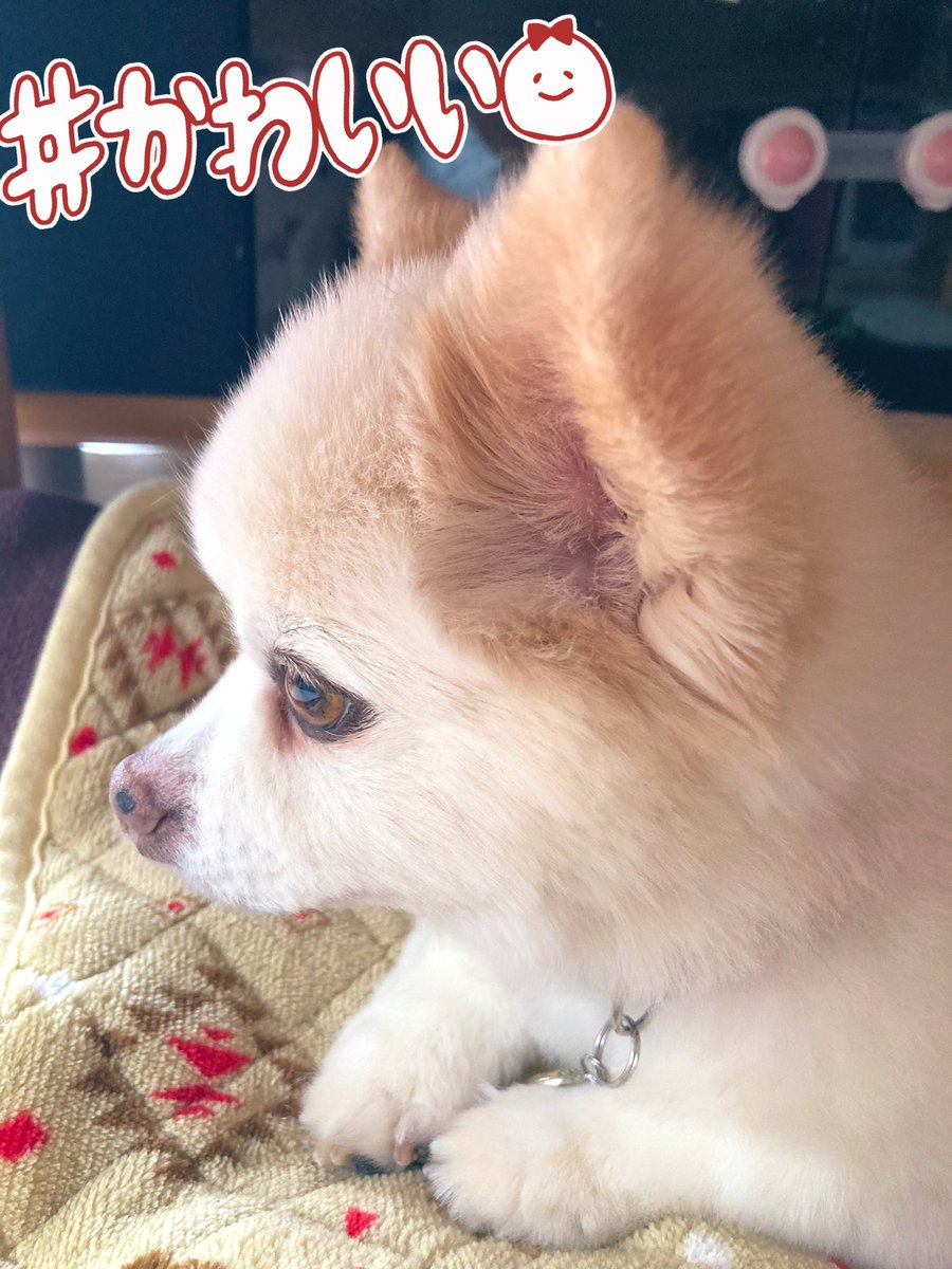 hidamari_knit's tweet image. おはようございます
 #抗がん剤 で止まっていたお月のもの🌕が復活したようで、 #腹痛  #頭痛  #倦怠感 でぐったり꜀(  ꜆-ࡇ-)꜆
Lunaちゃんが癒し꒰՞˶ˊᵕˋ˶՞꒱💗

昨日は #シチュー でしたが、夫はシチューはおかずにならない人で(笑)照り照りなす、トマトとクリームチーズのおかかしょうゆも作ったよ