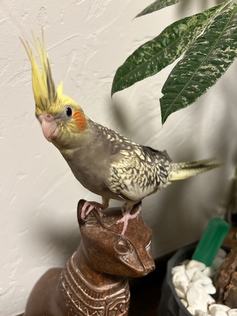 TSUBASA6077's tweet photo. 【拡散希望】
オカメインコの迷子情報です

場所：大阪府富田林市
日時：25/4/12
名前：パール
特徴：言葉は喋る事が出来ませんが、指をだすと乗ってきて肩の上が好き

情報お持ちの方、下記までご連絡を
npotsubasa@tsubasa0615.org
情報拡散のご協力お願いします https://t.co/D9I4aENxDj
