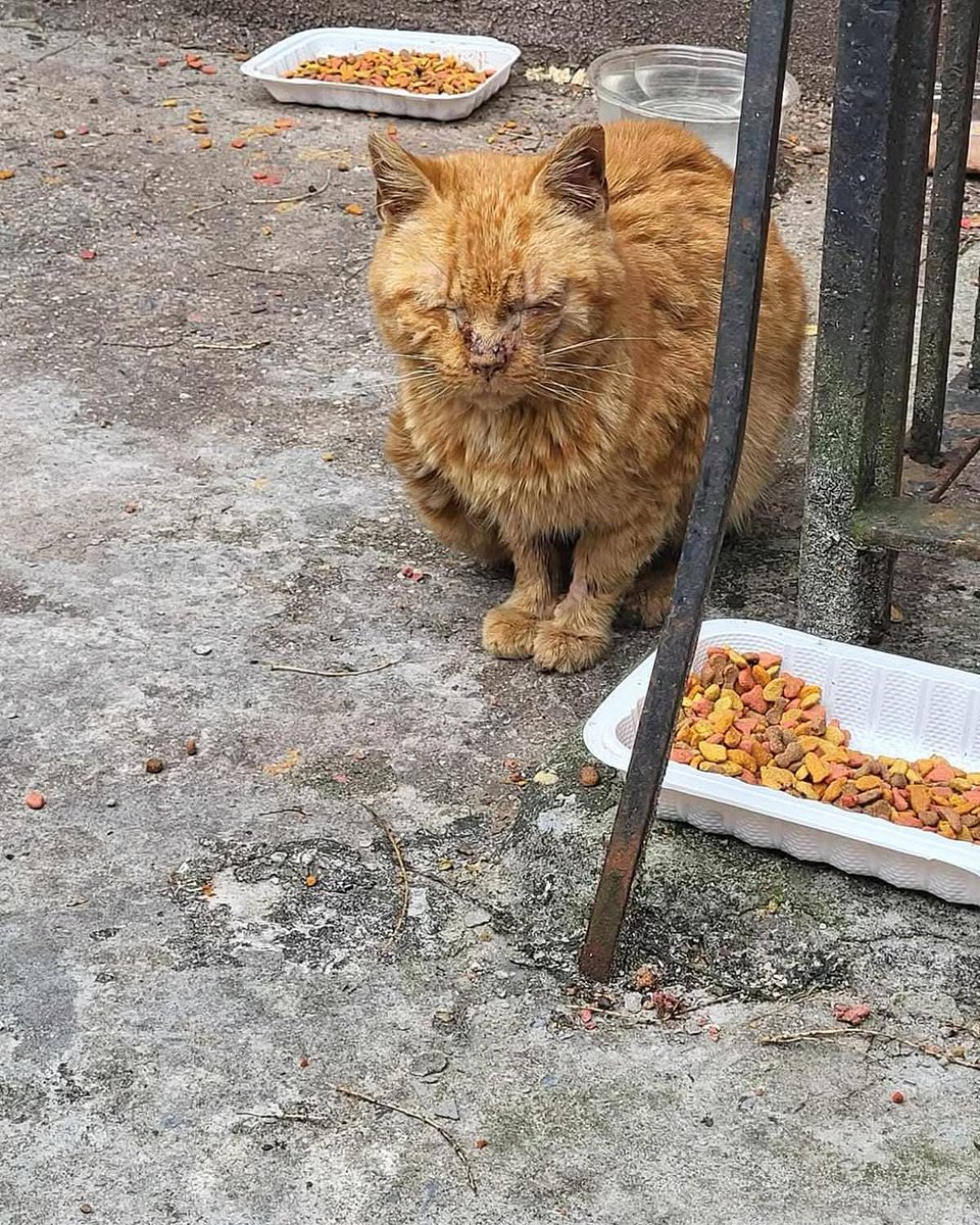 Sweet affectionate Yellow was close to deaths door on the street. He could barely hold his head up in Canarsie Brooklyn and then a nice family rescued him. But they had no money to take him to a veterinarian so he sat in a cage until they could save enough money to go see a vet.