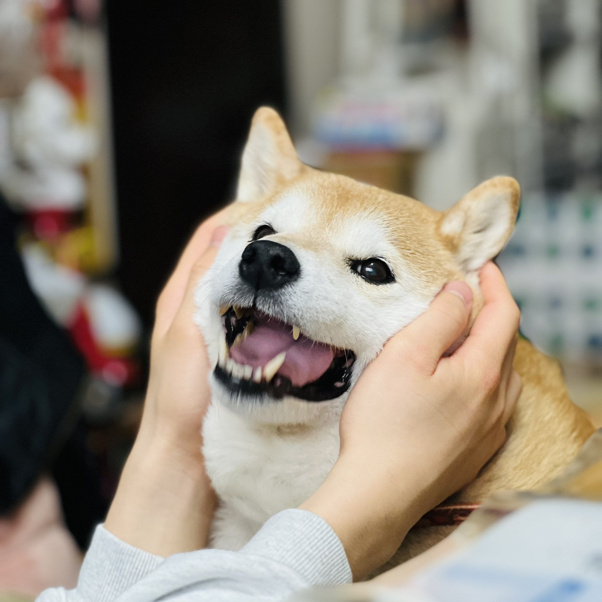柴犬ハナ (@87shiba87) / X 柴犬ハナ (@87shiba87) / X
