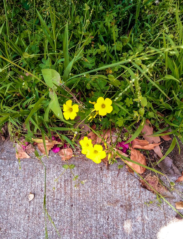Onedove_LV's tweet photo. Spring colors #mellowyellow #GreenDay #springtime #colorsofspring #outsiders #getoutside #BeautifulWorld #mondayvibes https://t.co/yA2uBajMG6
