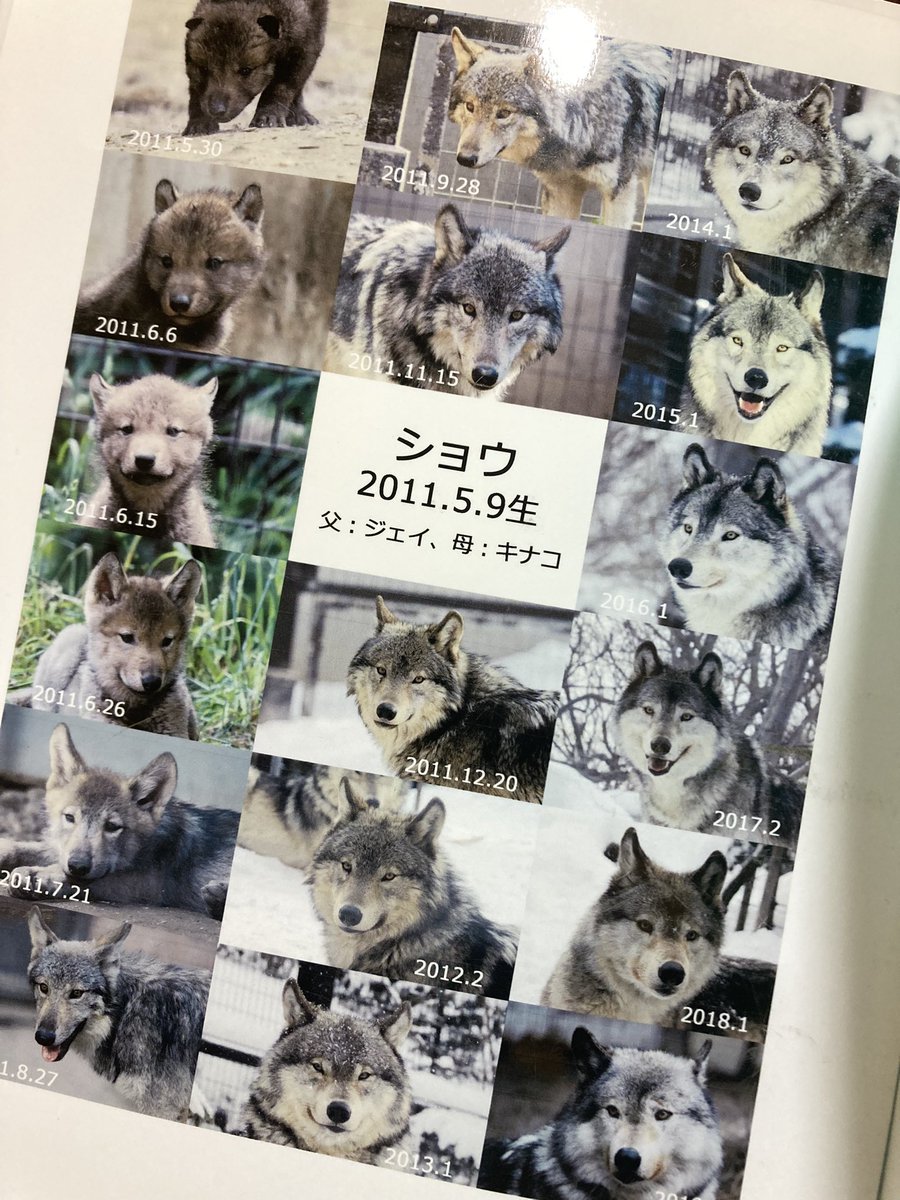 musca_zoolife's tweet photo. ショウもなんだかんだ色が淡くはなってるんよね

これは平川に旅立つショウへのメッセージノートに入れたのと同じもの(を前に発掘した時の画像) https://t.co/ICGrDejsmt