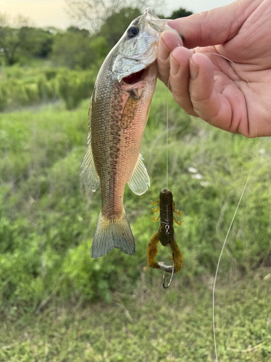 Rottenone1969's tweet photo. Good hour of fishing. #pondfish #pondbass #bassfishing https://t.co/TNAYNsh2gV