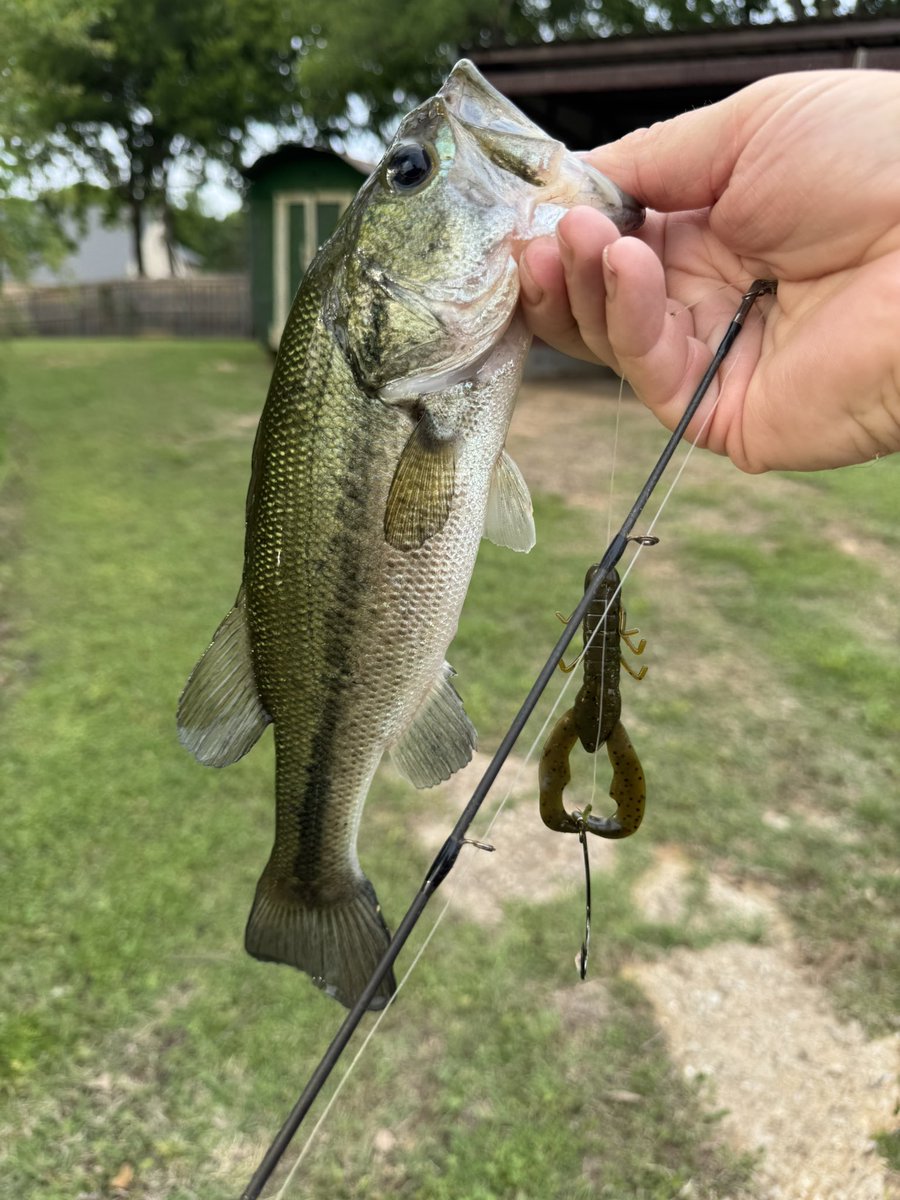 Rottenone1969's tweet photo. Good hour of fishing. #pondfish #pondbass #bassfishing https://t.co/TNAYNsh2gV
