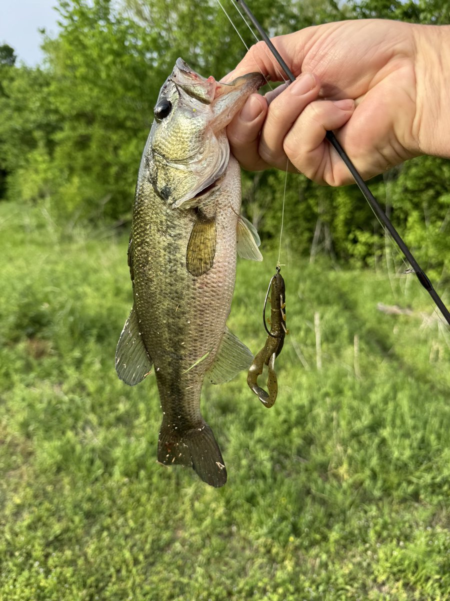 Rottenone1969's tweet photo. Good hour of fishing. #pondfish #pondbass #bassfishing https://t.co/TNAYNsh2gV