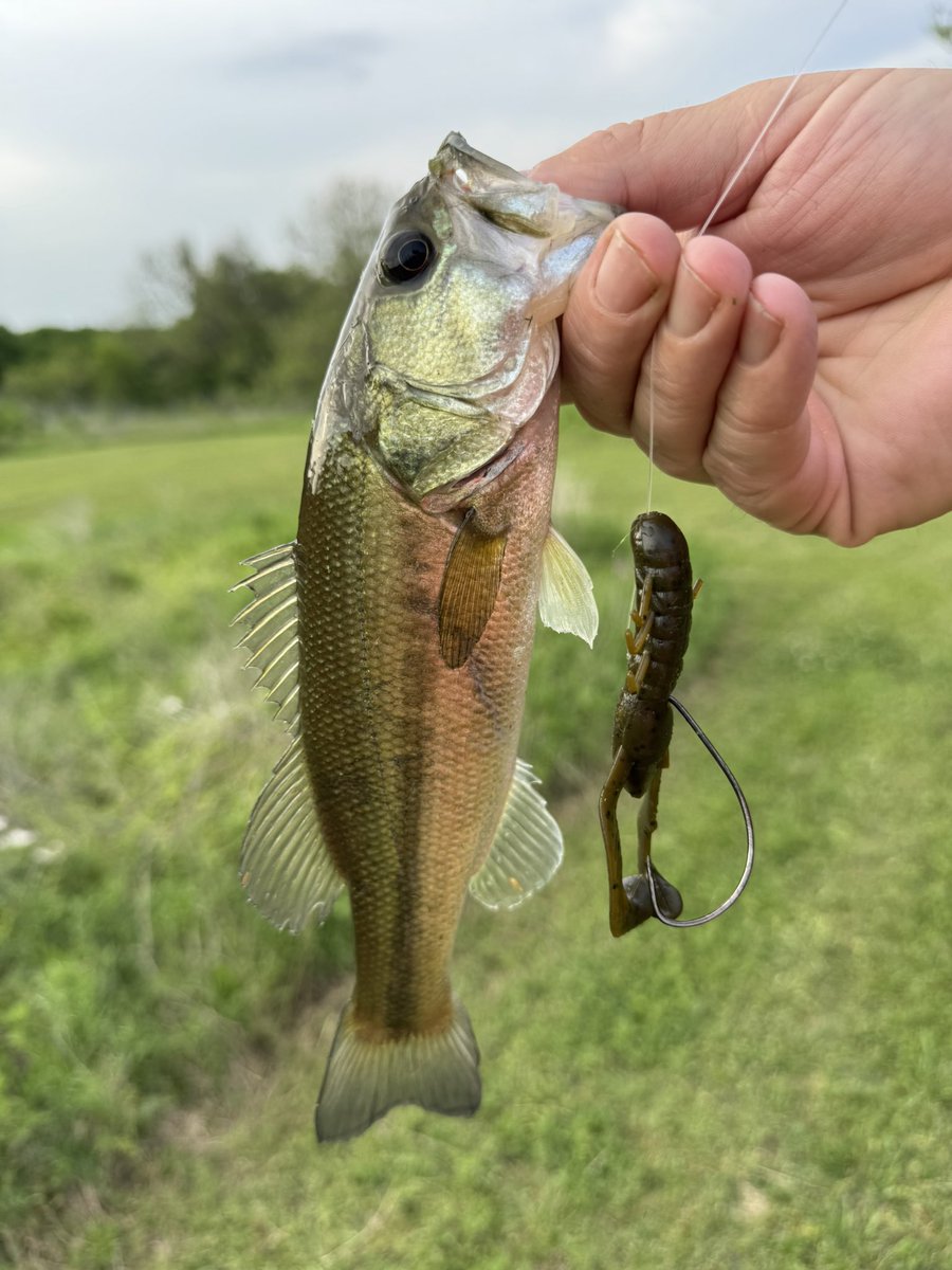 Rottenone1969's tweet photo. Good hour of fishing. #pondfish #pondbass #bassfishing https://t.co/TNAYNsh2gV