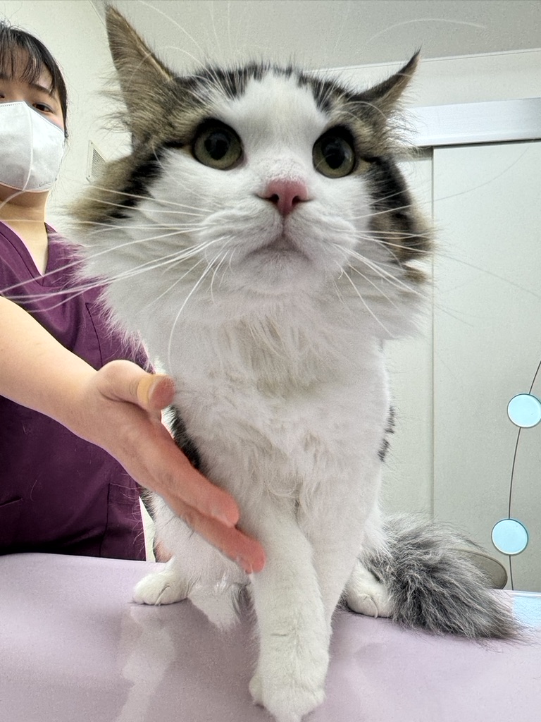 you_me_ahp's tweet photo. ノルウェジアンの「りん」ちゃんです❣️
腹水にくわて、低血糖を引き起こし命の危険のある神経症状もあった子ですが
今ではふつうのねこさんです❣️
#FIP
#猫伝染性腹膜炎
#Xraphconn
#FIP寛解 https://t.co/1Pzcm5eFyF