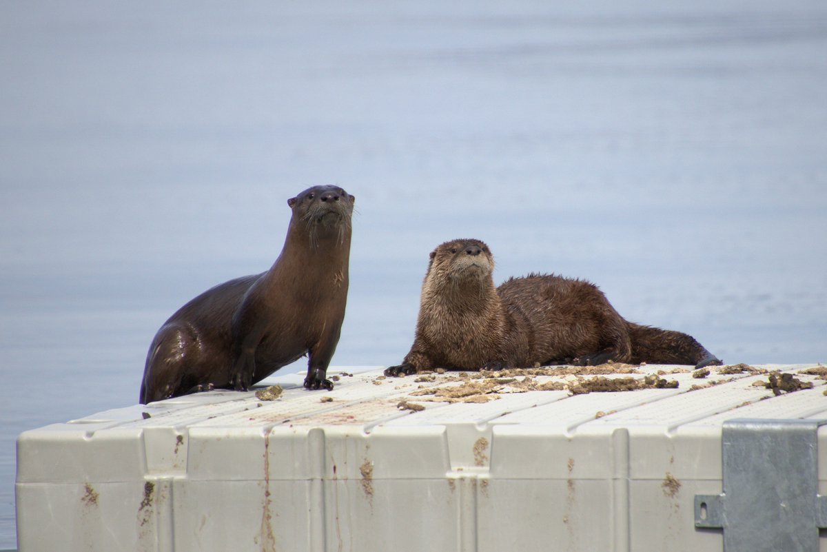 Angelique3223's tweet photo. A pair of otters seen in Okanagan lake on April 13th. A first for me. #wildlifephotography #wildlife #NaturePhotography #otters #TwitterNatureCommunity #beautifulBritishColumbia #Okanagan #Kelowna https://t.co/yh2Ncx5h9u