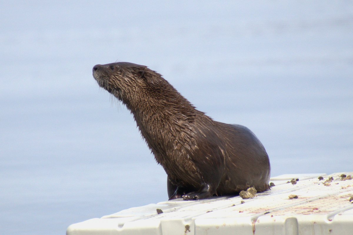 Angelique3223's tweet photo. A pair of otters seen in Okanagan lake on April 13th. A first for me. #wildlifephotography #wildlife #NaturePhotography #otters #TwitterNatureCommunity #beautifulBritishColumbia #Okanagan #Kelowna https://t.co/yh2Ncx5h9u