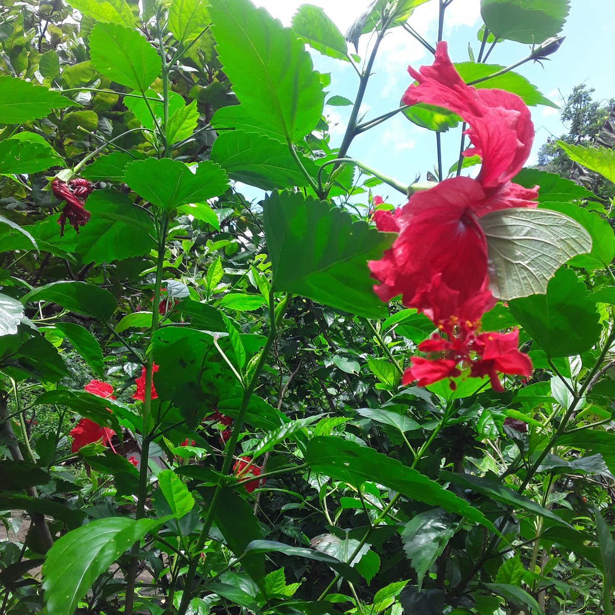 Red hibiscus with butterfly. 
My 📸