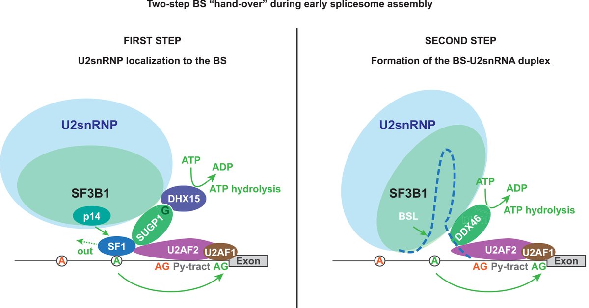 SF3B1: from core splicing factor to oncogenic driver. 
This article from the #RNASpecialIssue discusses how specific transcripts affected by aberrant splicing in SF3B1-mutant cells contribute to the initiation and progression of cancer. It also highlights the prognostic value and