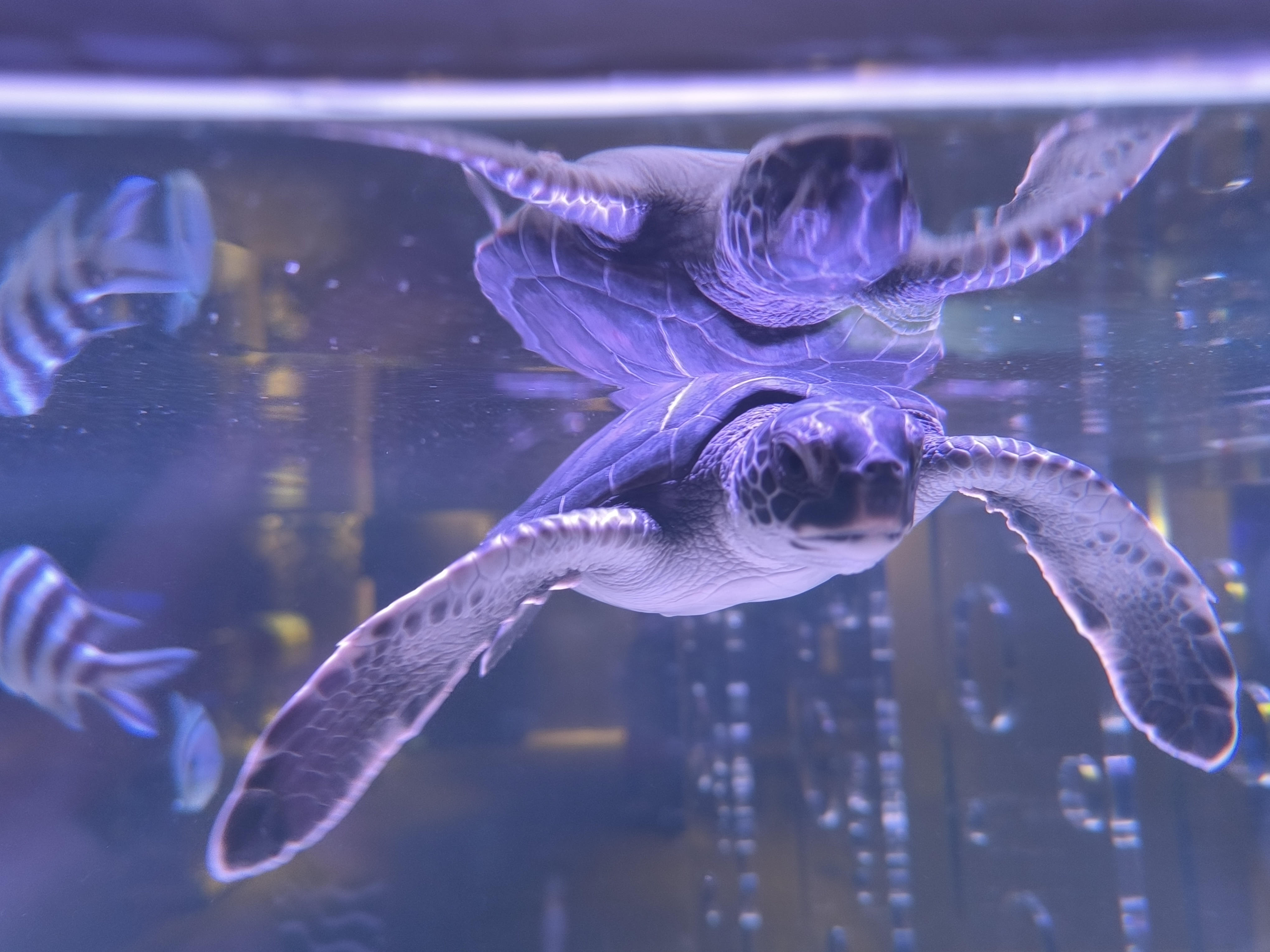 ❌水族館好き(❁ᴗ͈ˬᴗ͈)水族館の生き物 水族館の美しい生きものたち ―Aquarium Gradation― | 銀鏡