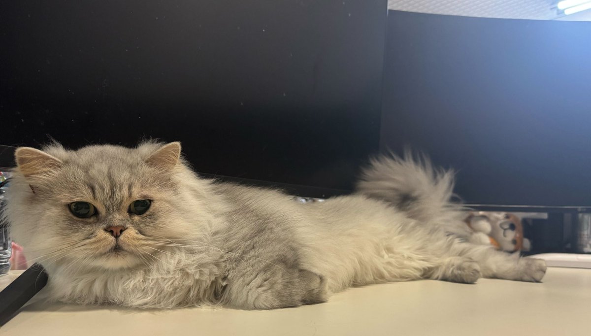 猫のたろう on X: 
