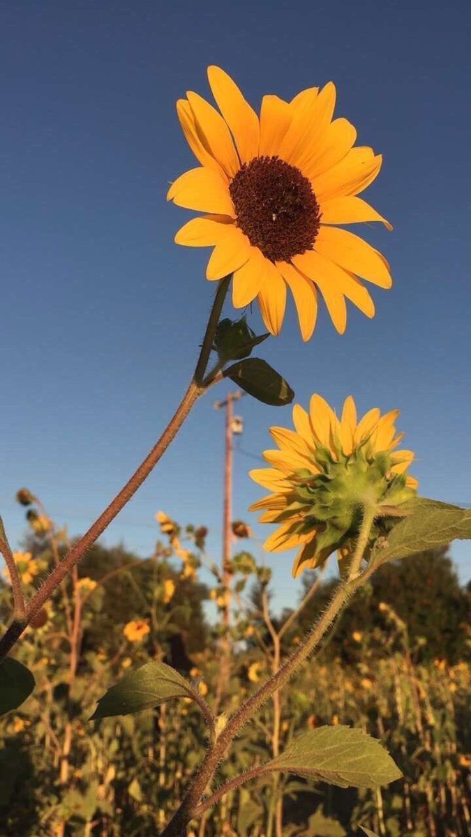 Sunflower 🌻 tweet media