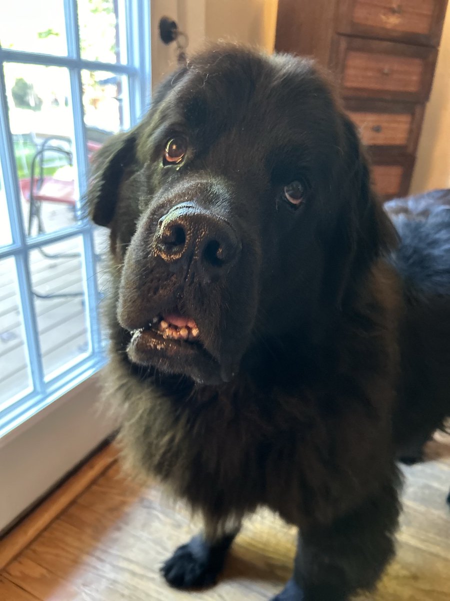 Gus the Newfoundland tweet media