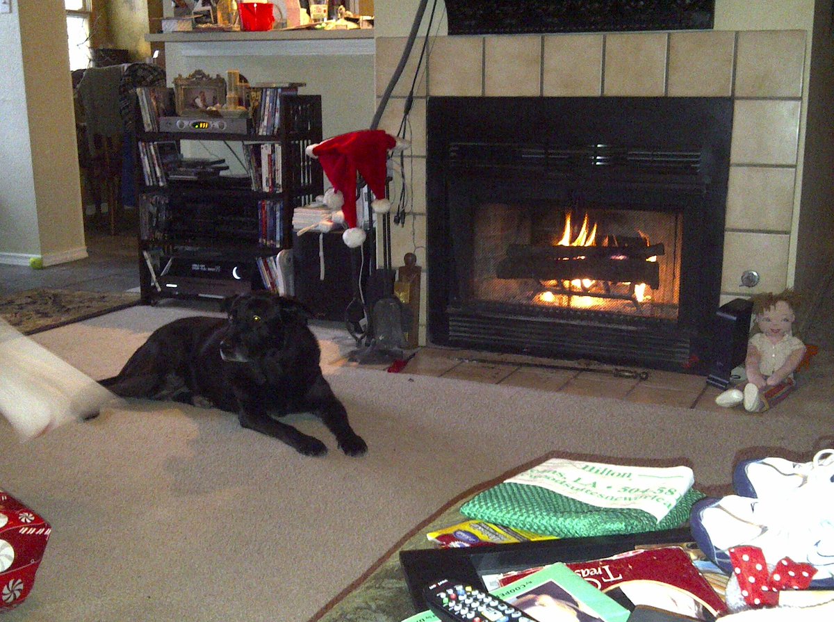 DaveWalk22's tweet photo. @_XDogs Mia.   Absolute best family dog ever.  Her Mom was a German-trained, 130 lb. Guard dog, trained on German verbal commands. Dad = Lab.  She was my kids' body pillow, mess w/ her lips &amp; ears, etc.  But try &amp; get in my yard if she didnt know ya.  Not a good idea.  Love that dog. https://t.co/ivdg7alB3H