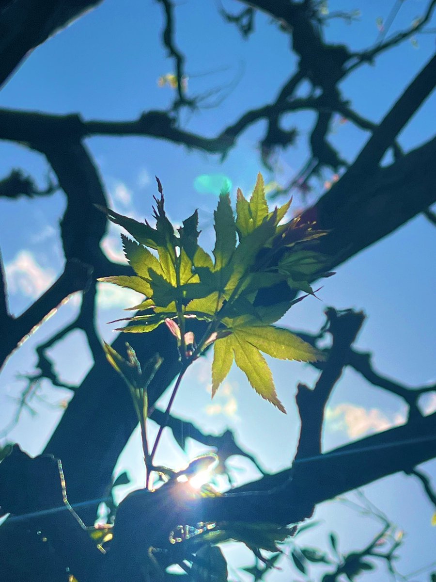おはこんにちばんわ✨なおちこです😆

あー…ご無沙汰してます、双葉さん🌱
芽さんと言った方がいいのか😅
ミニ大根さん、可愛く育っておくれ✨

雨上がりのせいでか、若葉が
映えますね🌈
やっと休みだぉ🤗🍵

#家庭菜園
#ミニ大根
#紅葉