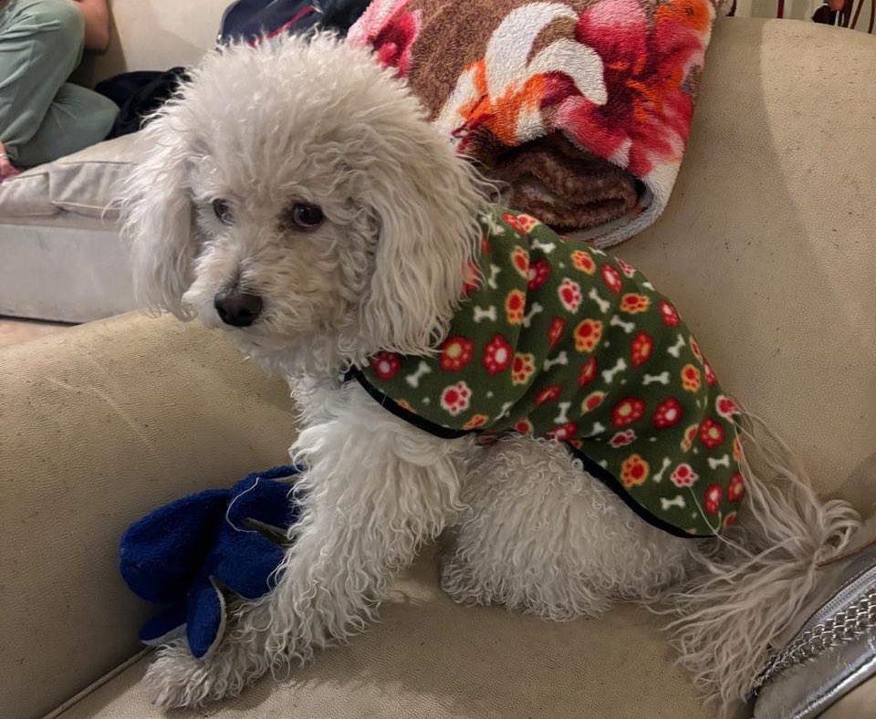 santaramonapro1's tweet photo. Estamos vendiendo abriguitos para tu perro para este invierno. Los llevamos gratis a domicilio en Capital, hay mil modelos! Con tu compra nos ayudás a seguir haciendo jornadas de castración en la villa 1-11-14 del Bajo Flores. Si difundís este flyer también nos ayudas un montón. https://t.co/PTSHW49TZN